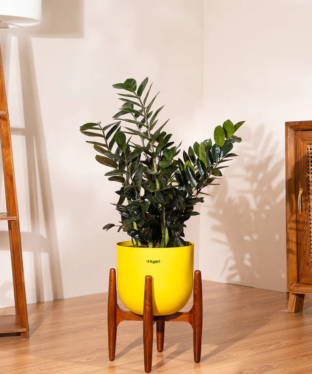 ZZ Black with Metal Self Watering Pot