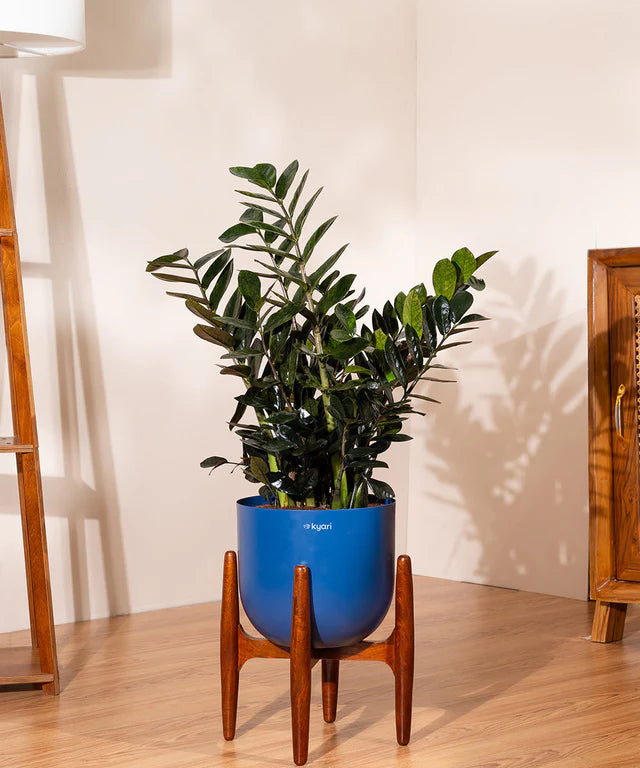 ZZ Black with Metal Self Watering Pot
