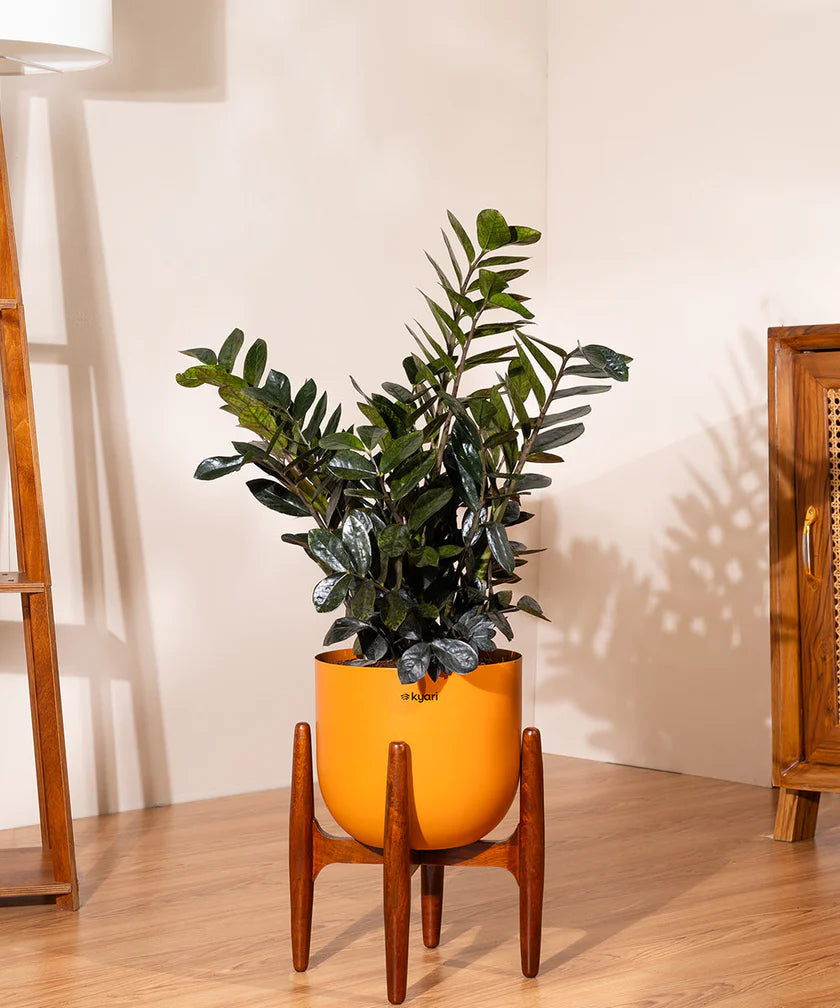 ZZ Black with Metal Self Watering Pot